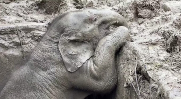 Rescue of a Mother Elephant That Had Fallen into a 7 Foot Hole