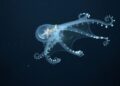 The Enigmatic World of the Transparent Female Octopus