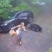 Woman and Bear Have Unusual Encounter in Neighborhood