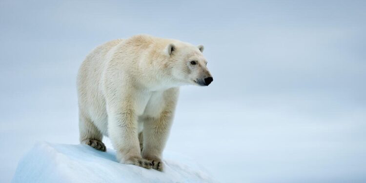 Portrait of a polar bear ( Ursus maritimus ). Svalbard, Norway