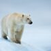 Portrait of a polar bear ( Ursus maritimus ). Svalbard, Norway